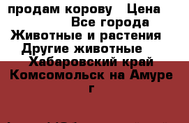 продам корову › Цена ­ 70 000 - Все города Животные и растения » Другие животные   . Хабаровский край,Комсомольск-на-Амуре г.